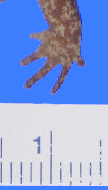 Media type: image; Herpetology A-8964